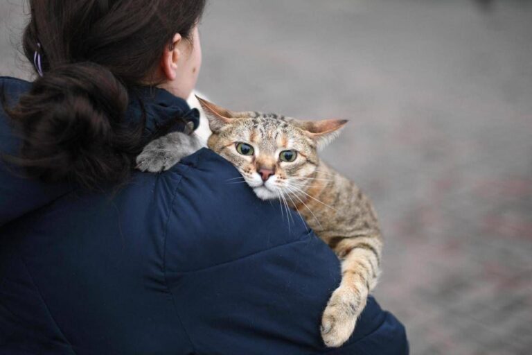Gatti anziani come gli umani, con l’età anche i mici dimenticano: lo studio