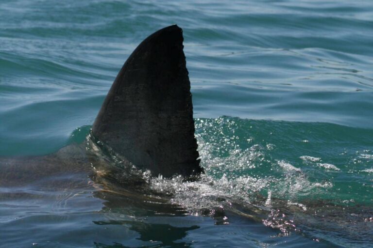 Morto il 12enne attaccato da uno squalo nel porto di Sydney