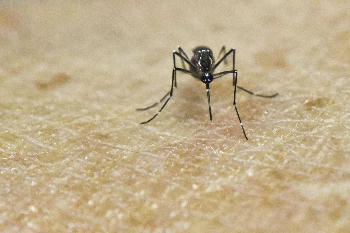Chikungunya, vaccino in Italia dal 30 ottobre