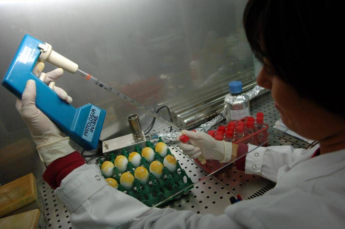 Aviaria, morto negli Usa il primo caso umano di H5N5