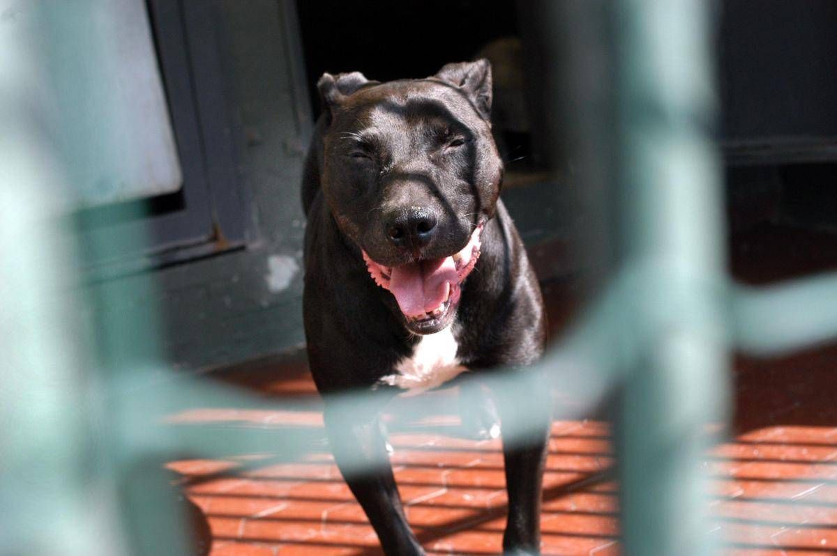 Pitbull aggredisce il padrone, la moglie uccide il cane e lo salva