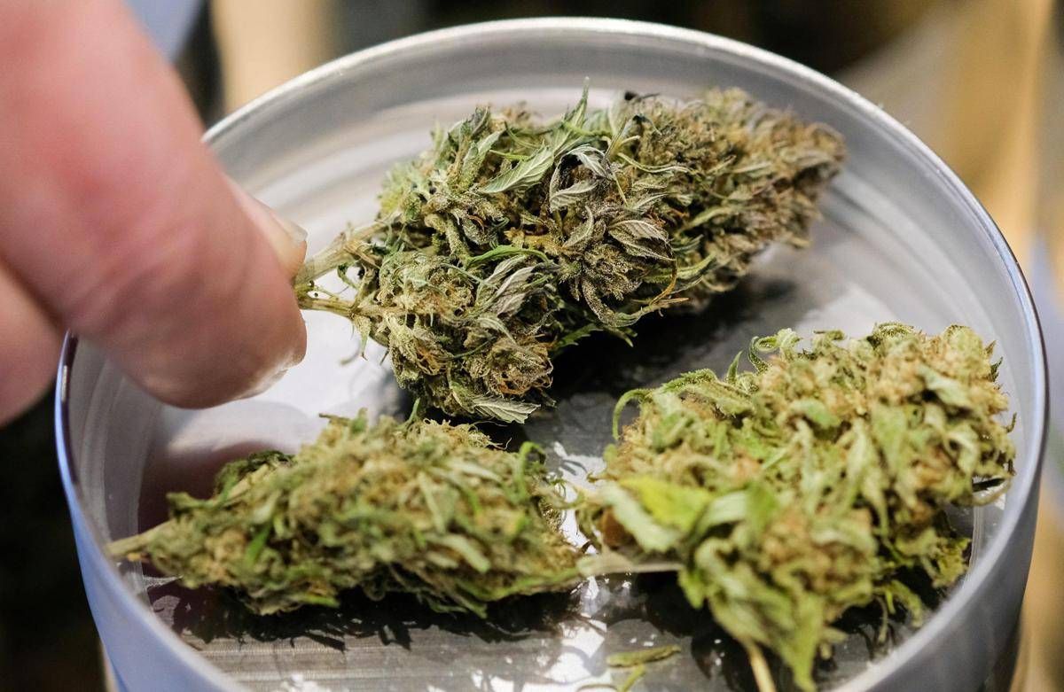 Manovra, cannabis light torna legale ma con ‘super imposta’ del 40%