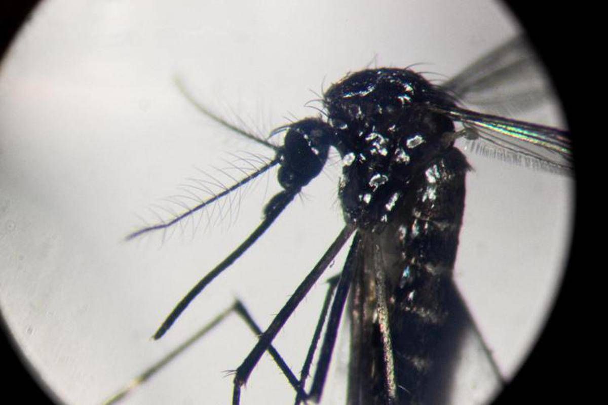 West Nile, Pregliasco: “Casi reali? Fino a 150 in più. Picco verso metà agosto”