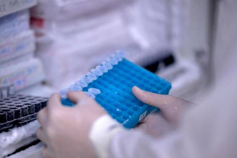 Scoperto il virus gigante Ushikuvirus, lo studio: “Può darci indizi su origine della vita”