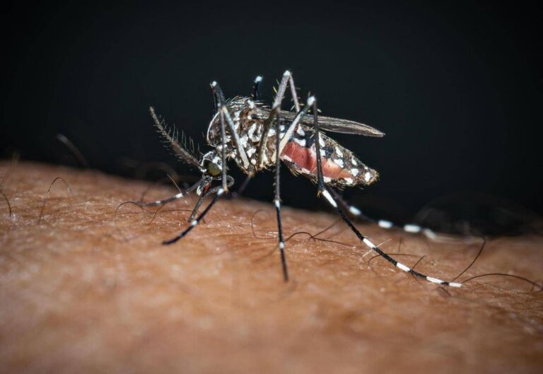Chikungunya, il ‘caso zero’ nel bolognese è importato: nessuna infezione autoctona