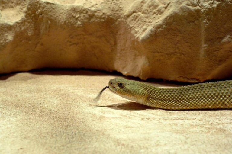 Morsi di serpente, il vademecum per chi sceglie viaggi esotici