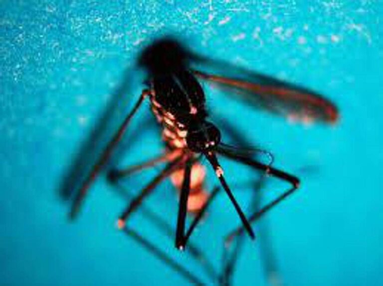West Nile, Fism: “Apprezzamento per attività Dipartimento Prevenzione ministero Salute”