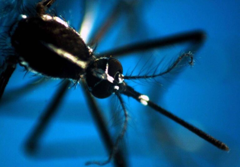 West Nile, quarta vittima in Campania: muore un 73enne