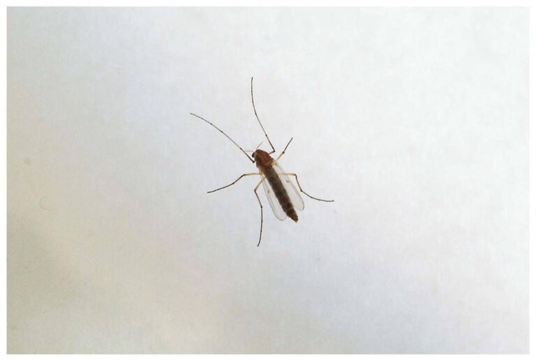 West Nile, saliti a 9 i morti in Italia. Bassetti: “Non intasare i pronto soccorso”