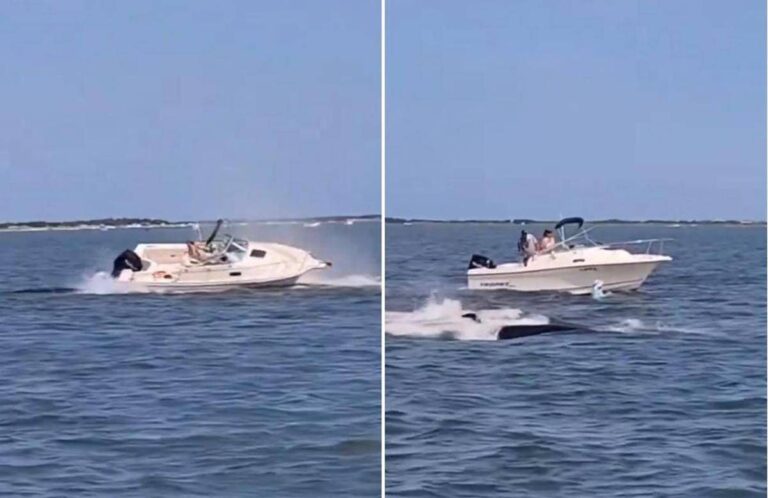 Balena contro barca, animale muore e uomo in mare