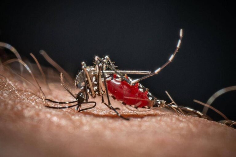 Chikungunya, primo caso autoctono in Veneto: contagiata 64enne