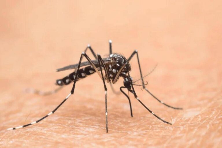 Cina, è allarme Chikungunya: oltre 7.700 casi