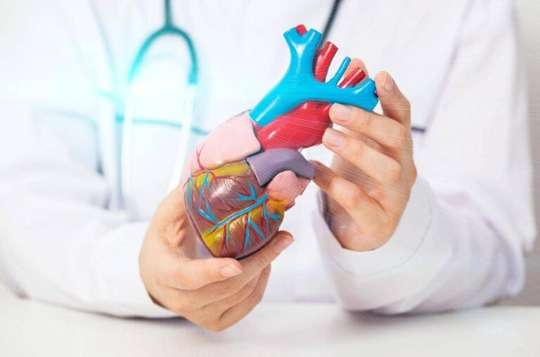 Come batte il cuore? Ingegneri e matematici italiani risolvono il mistero