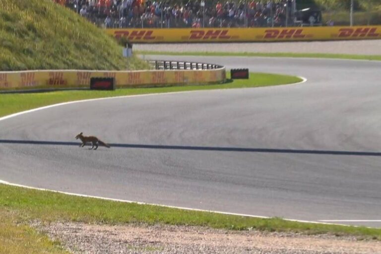 Formula 1, ‘invasione di campo’ in Olanda. Leclerc: “C’è una volpe in pista”