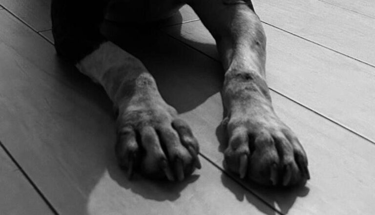 Messina, cane trovato morto in una valigia