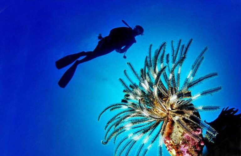 Pesce scorpione su coste italiane: “Pungersi può essere molto doloroso”