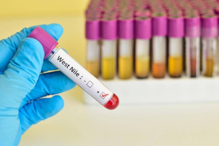 West Nile, Italia al primo posto in Europa per casi nell’uomo: il report Ecdc