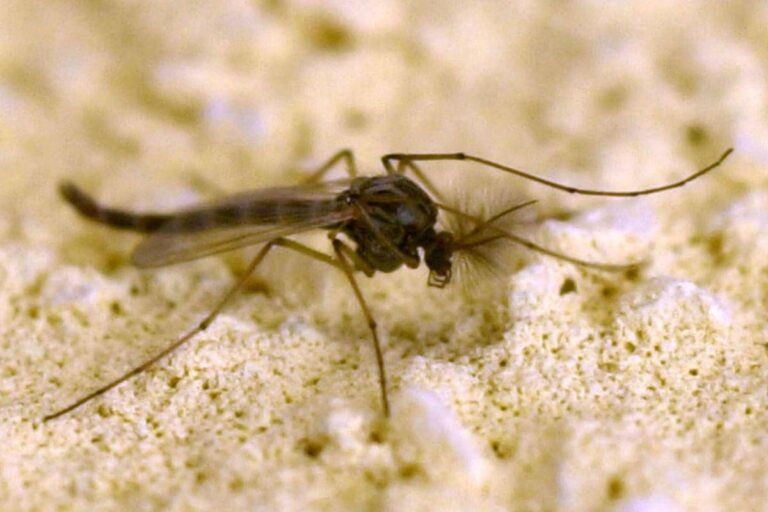 West Nile, Rezza: “In Campania tasso letalità elevato, possibile sottostima dei casi”