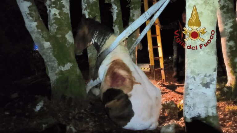 Animali, cavallo incastrato tra due alberi in bosco vicino Roma: salvato da vigili fuoco