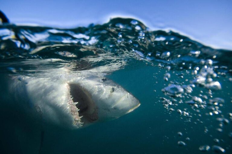 Australia, surfista ucciso da uno squalo a Sydney