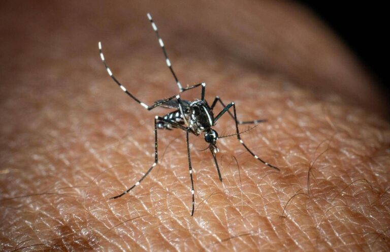 West Nile, Bassetti: “Non è finita, avremo casi fino a ottobre”