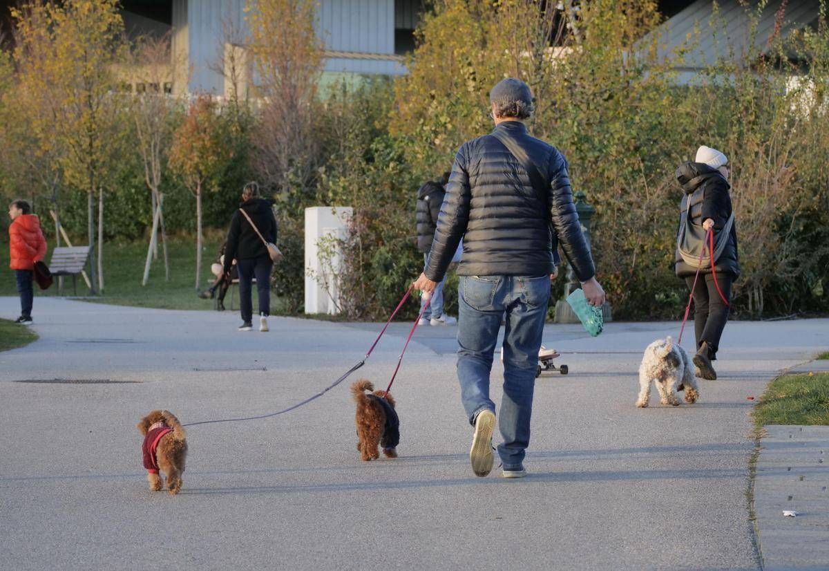 Cani, tumori cerebrali e artrosi: cura innovativa con staminali