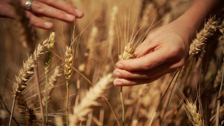 Mondelez, Mangiarotti: “Con Harmony supportiamo introduzione di tecniche di agricoltura rigenerativa”