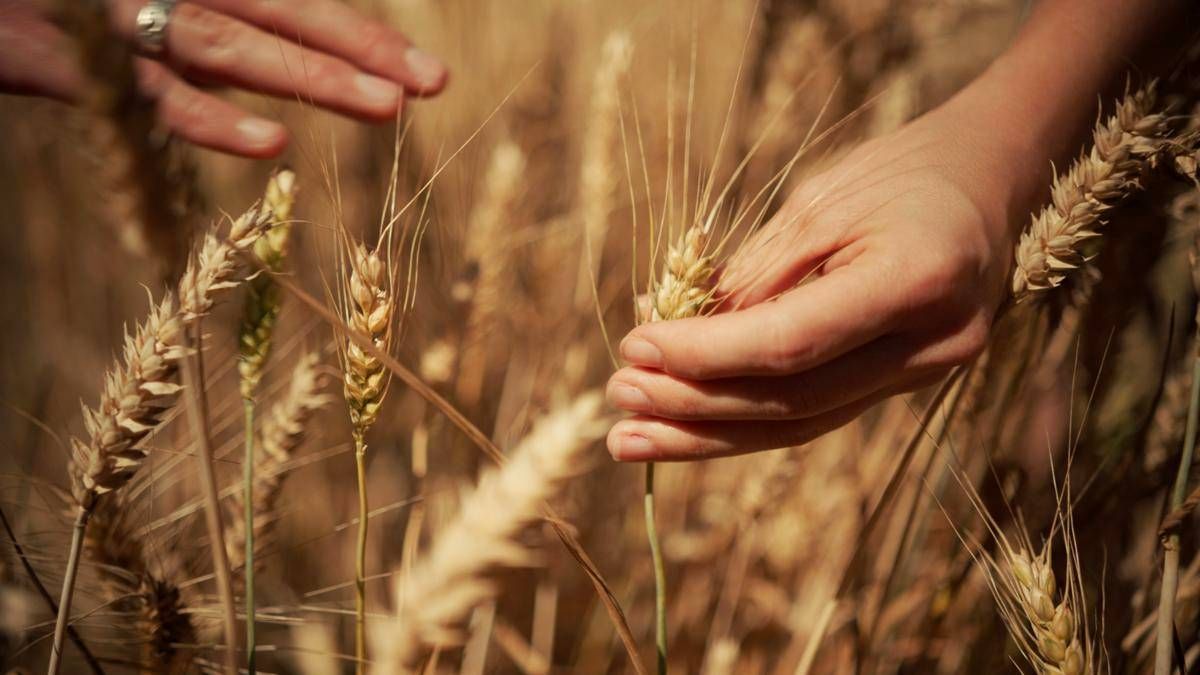 Mondelez, Mangiarotti: “Con Harmony supportiamo introduzione di tecniche di agricoltura rigenerativa”