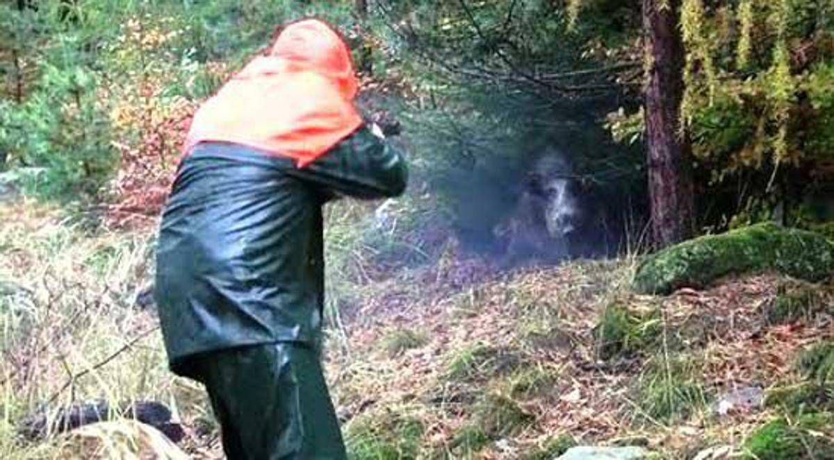 Partecipa a battuta di caccia al cinghiale ma l’animale lo carica alle spalle: cacciatore in ospedale