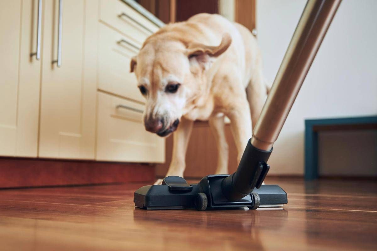 Pulizie di casa? 1 gatto su 3 si nasconde per la paura, i cani sono molto più coraggiosi