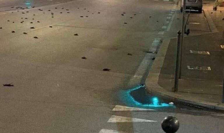 Capodanno, strage di uccelli a Roma ma la foto sui social è un fake