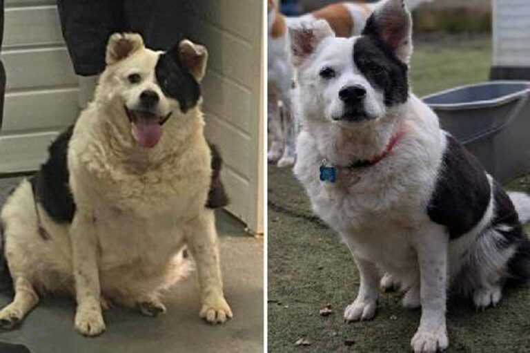 Da 30 a 15 chili in sei mesi, la rinascita di Patch: il cane che ha sconfitto l’obesità