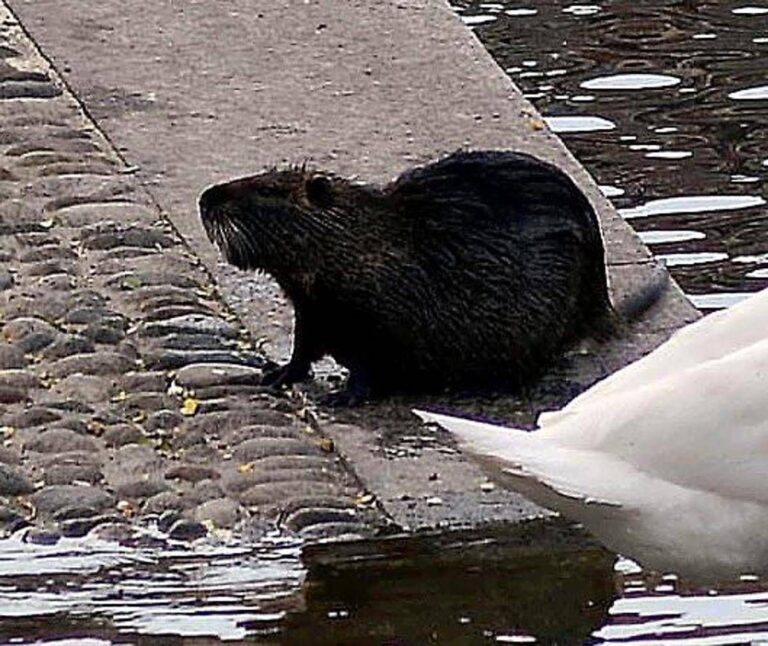 “Sì allo spezzatino con carne di nutria”, la mozione del consigliere veneto