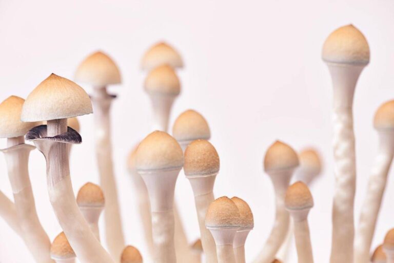 Fungo allucinogeno contro la depressione resistente, trattamento al via in Italia